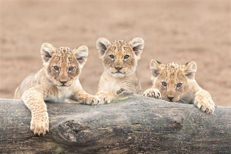 Seven African lion cubs born at West Midland Safari Park | Express & Star