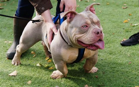 American Bully Xl