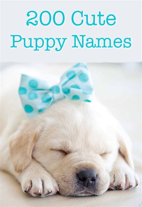 Cute Puppy Names - Over 200 Adorable Ideas For Naming Your Dog | Puppy names, Puppies names ...