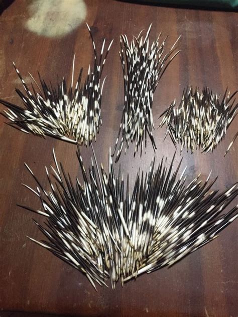 Cape Porcupine Quills - Hystrix africaeaustralis - 42×3×0 - Catawiki