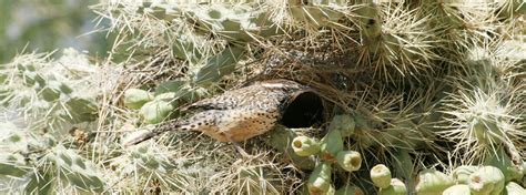 Cactus Wren - American Bird Conservancy