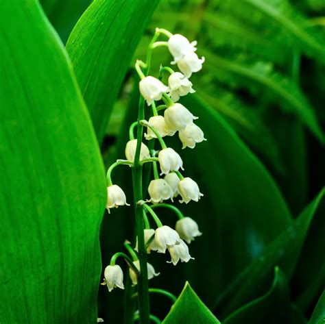 Lily of the Valley Pips - 6 Flowering Lily of the Valley Bulbs – Easy To Grow Bulbs