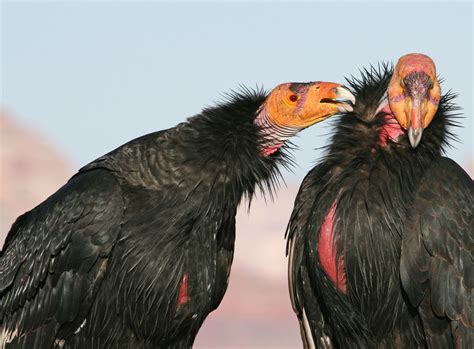 Till Death Do Them Part: 8 Birds that Mate for Life | Audubon