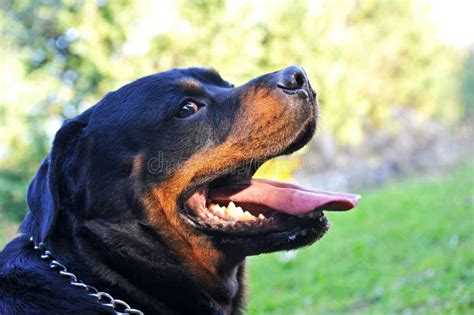 Teeth of Rottweiler in Studio Stock Photo - Image of rottweiler, veterinarian: 187332102