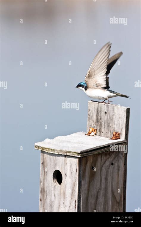 Tree Swallow taking off from nesting box Stock Photo - Alamy