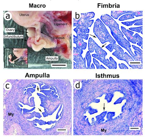 A photograph of the macaque reproductive tract (a) showing the uterus ...