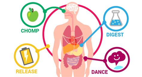 Metabolism explained by experts — sense* supplements