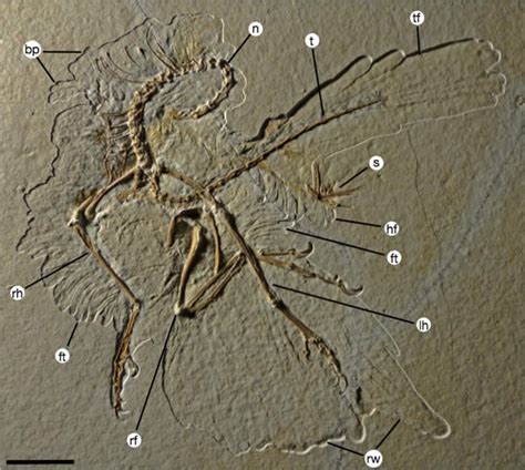 Archaeopteryx’s Feathery Legs Fuel Flightless Evolutionary Claims | Answers in Genesis