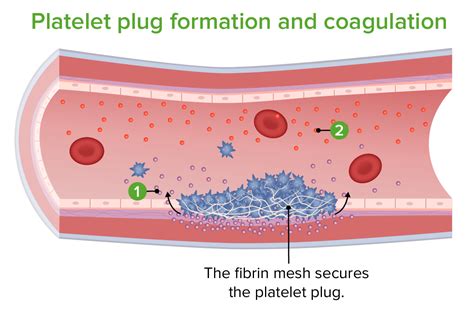 Hemostasia | Concise Medical Knowledge