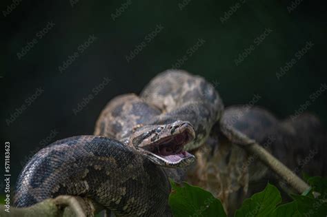 Indian python (Python molurus) coils itself in the branches of a tree ...