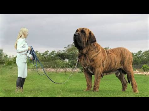 What is the Biggest Dog in the World ? – Doggie Joy