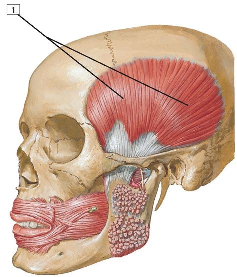 Temporalis Muscle Anatomy | Anatomy, Muscle anatomy, Flashcards