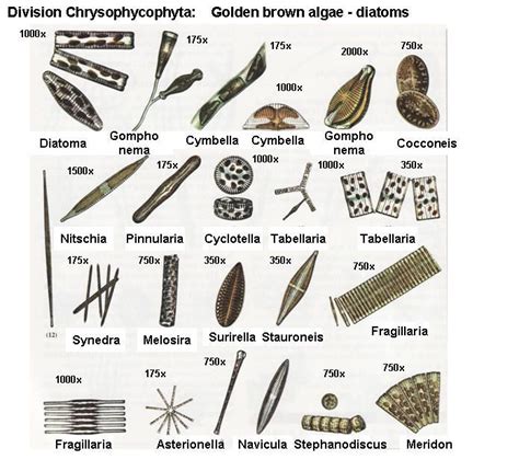 Diatom, Plankton, Marine Biology, Parasite, Algae, Science And Nature, Aquaculture, Illustration ...