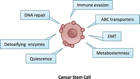 Chemotherapy Kills Cancer Cells Because Of Its Ability To - CancerWalls