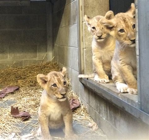 Cincinnati Zoo’s Three Lion Cubs Have Names! - Cincinnati Zoo & Botanical Garden®