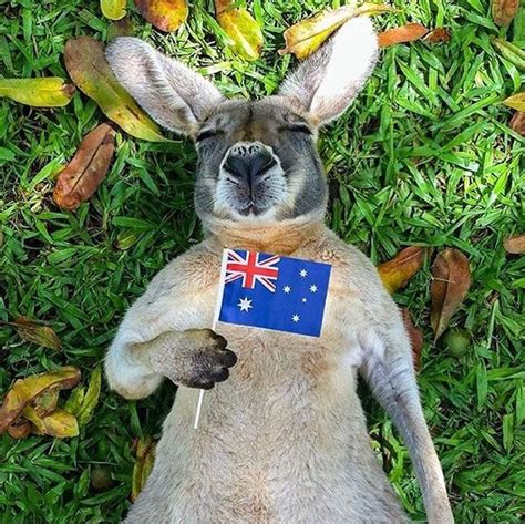 Pin by Tiffany on Proud Aussie | Animals, Kangaroo, Aussie