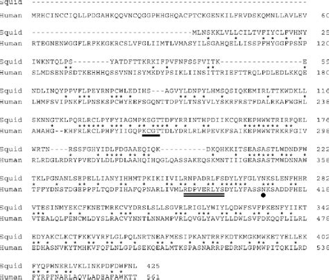 Figure 3 from Molecular cloning of squid N-acetylgalactosamine 4 ...