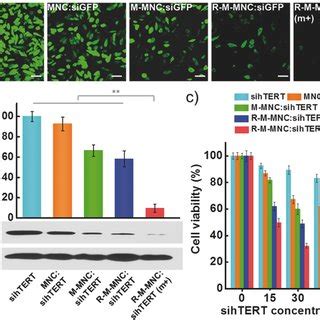 Gene silencing efficacy and cancer cell inhibition. a) GFP gene... | Download Scientific Diagram