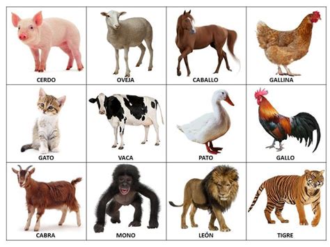 FICHAS DE ANIMALES, VOCABULARIO PARA NIÑOS | Fichas de animales, Animales salvajes para ...