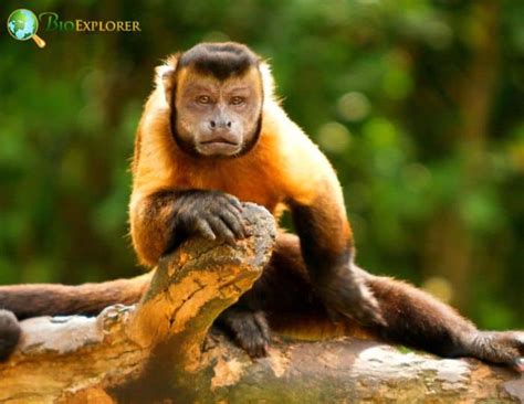 Brown Weeper Capuchin Characteristics | Cebus Brunneus Facts | BioExplorer