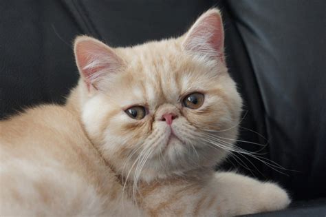 Top 10 Cutest Cat Breeds