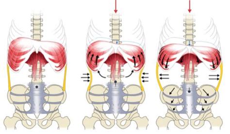 What is Intra-Abdominal Bracing and How does it Work? — Restore Physical Therapy