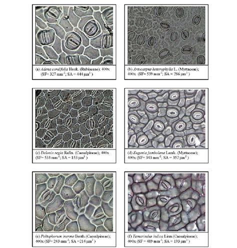 Different types of stomatal morphology (frequency, size and shape) of ...