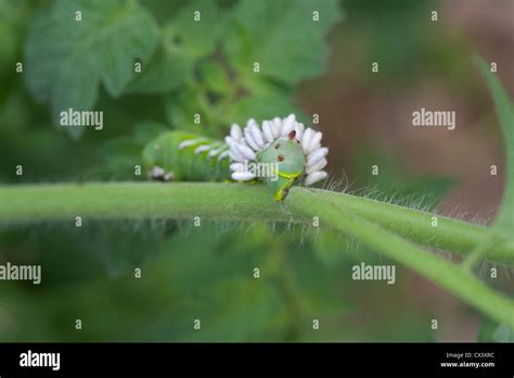 A tomato hornworm with parasitic wasp eggs Stock Photo - Alamy