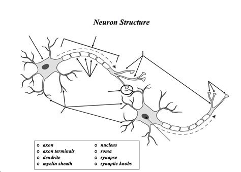 Neuron Structure Diagram | Quizlet