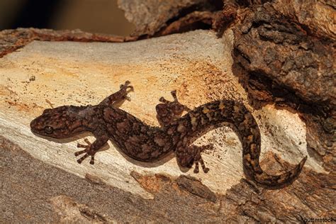 Marbled Gecko | Oedodera marmorata