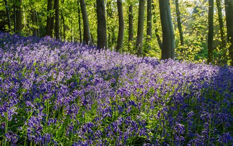 Bluebell Woods Wallpapers - Wallpaper Cave