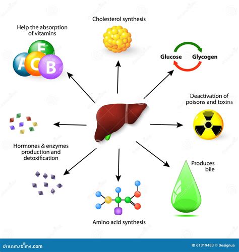 Liver functions stock vector. Illustration of body, digestive - 61319483