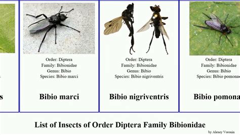 Diptera Families