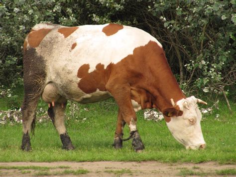 Red cow grazing Free Photo Download | FreeImages