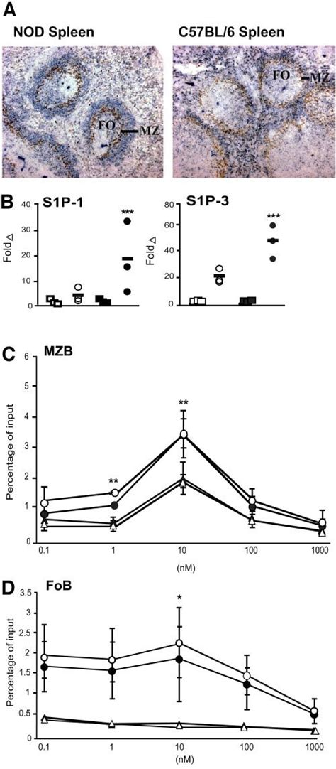 Dysregulated S1P signaling in NOD mice. A: Altered splenic architecture ...