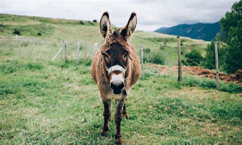 6 Reasons You Need A Miniature Donkey As A Pet Immediately, Not That ...