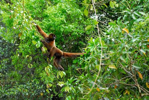 Cuando los bosques se fragmentan, los animales tienen dos alternativas: adaptarse o morir ...