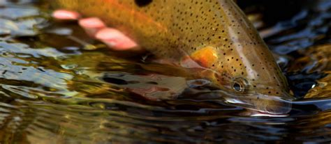 Give Back to Montana’s Fish and Wildlife This Holiday Season | Montana ...