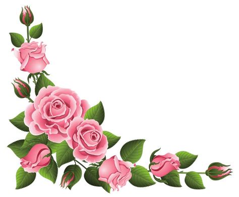 pink roses with green leaves on a white background