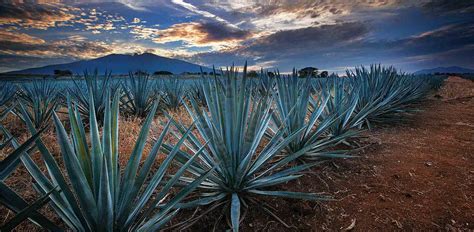 Visit Tequila, Jalisco in Mexico | The History of Tequila