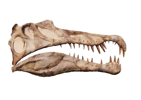 Spinosaurus aegyptiacus Life Sized Half Skull Wall Mount Replica — The Prehistoric Store