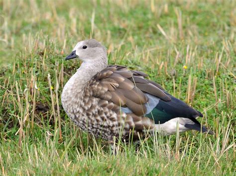 Blue-winged Goose - eBird