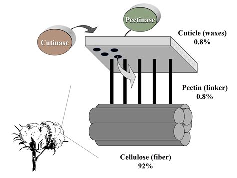 Catalysts | Free Full-Text | Synergism between Cutinase and Pectinase ...