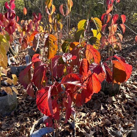 Viburnum dentatum #3 (Arrowwood Viburnum) - Scioto Gardens Nursery