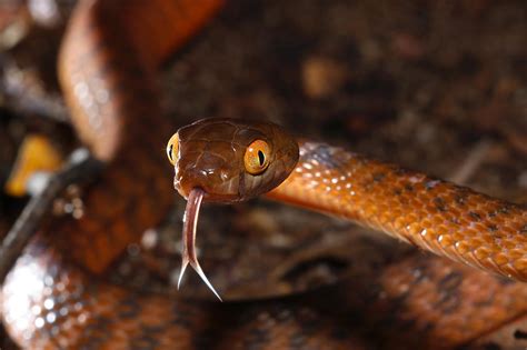 Brown tree snake by JeremyRingma on DeviantArt