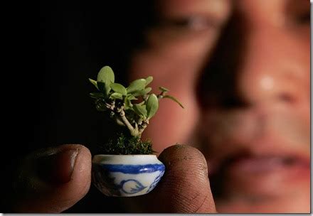 World's Smallest Tree Species | Information Hub Of Besties