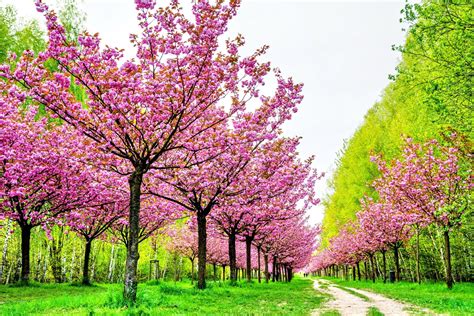 Download Pink Flower Spring Blossom Path Forest Nature Tree 4k Ultra HD ...