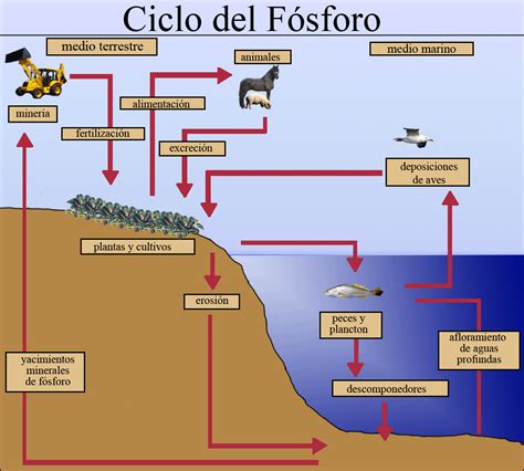 Sin fósforo las plantas no