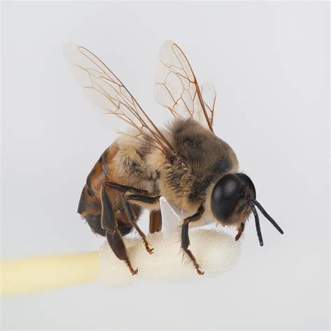 File:Drone bee (32-image macro stack).jpg - Wikimedia Commons