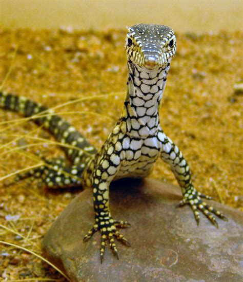 babylizard: I LOVE PERENTIES THEY’RE REALLY CUTE... | GG's Brain Farts